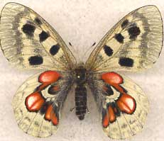 Parnassius a.wiskotti female aberration (Internet Image property of respective owner, non-commercial use only)